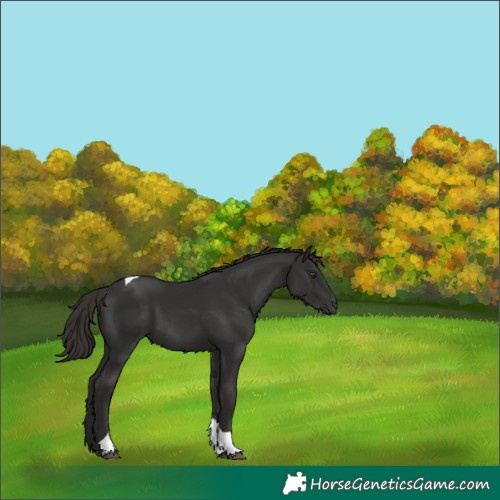 Horse Color:Liver Chestnut Tobiano 