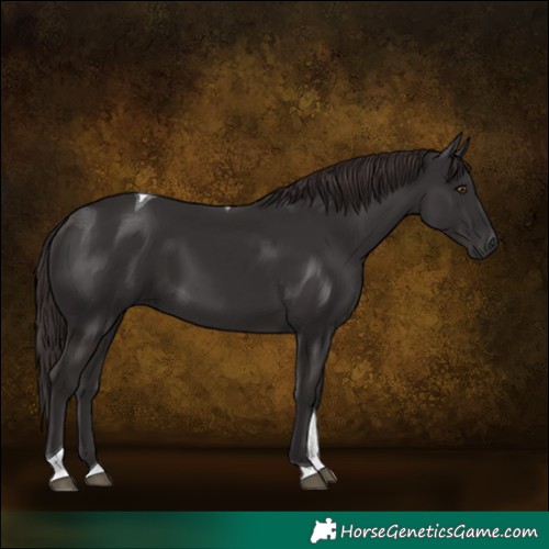 Horse Color:Liver Chestnut Tobiano 