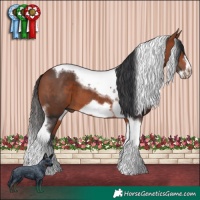 Horse Color:Bay Tobiano Frame