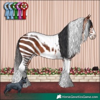 Horse Color:Bay Tobiano Frame 