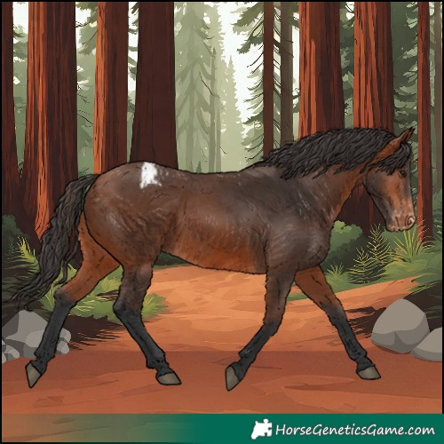 Horse Color:Bay Appaloosa 