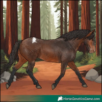 Horse Color:Bay Appaloosa 