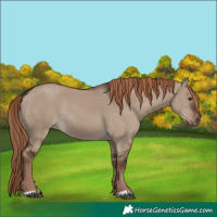 Horse Color:Liver Red Dun Rabicano 