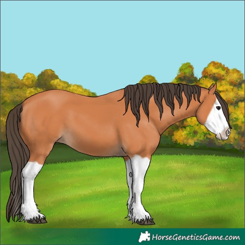 Horse Color:Bay Splash Frame 