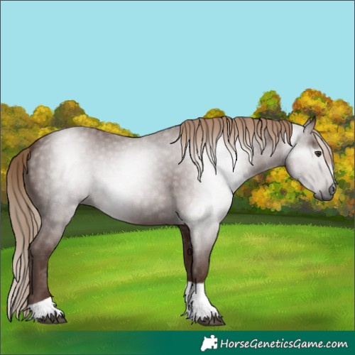 Horse Color:Gray Chestnut Tobiano 
