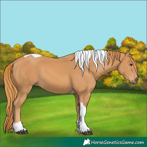 Horse Color:Chestnut Tobiano 
