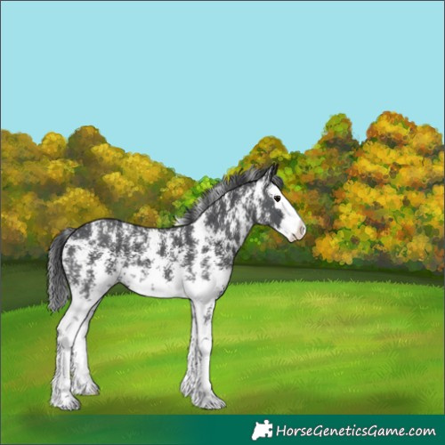 Horse Color:Black Sabino Splash Appaloosa 