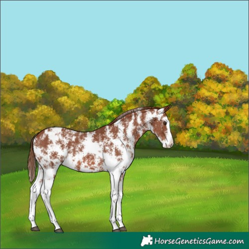 Horse Color:Chestnut Sabino Splash Varnish 