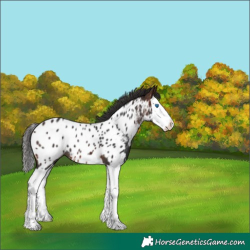 Horse Color:Brown Splash Near Leopard 