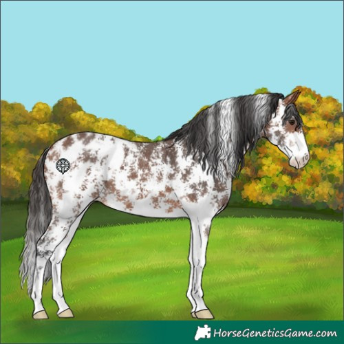 Horse Color:Bay Sabino Appaloosa