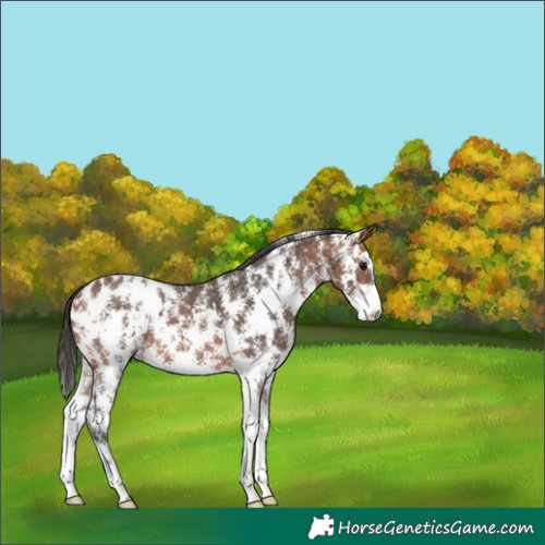 Horse Color:Bay Sabino Appaloosa