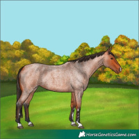 Horse Color:Bay Roan 