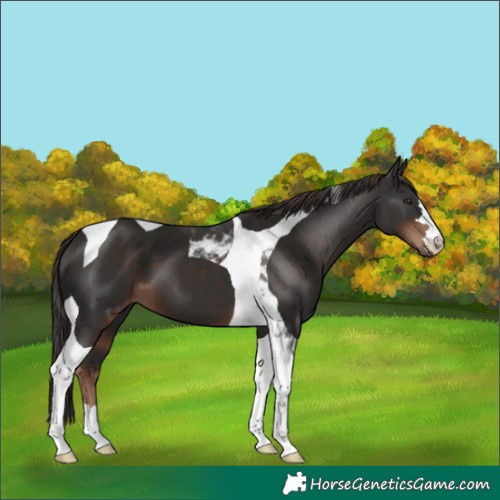 Horse Color:Liver Chestnut Tobiano 