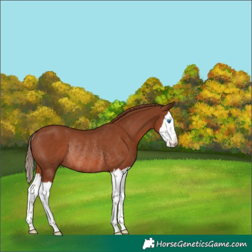 Horse Color:Chestnut Splash Rabicano 