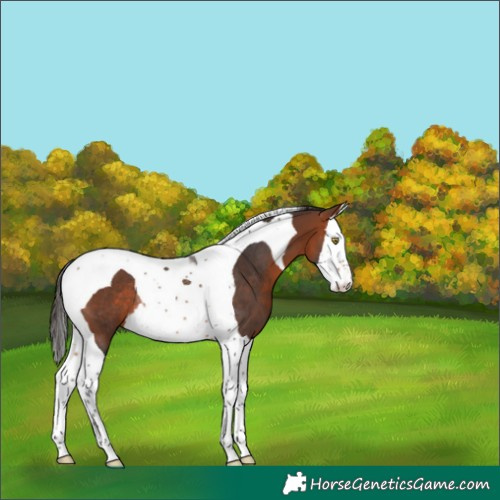 Horse Color:Bay Splash Tobiano Rabicano 
