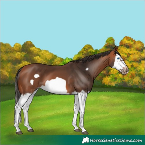 Horse Color:Bay Splash Frame 