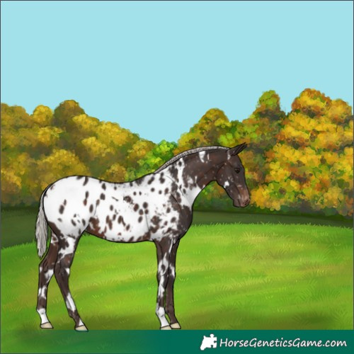 Horse Color:White Spotted Silver Brown Appaloosa 