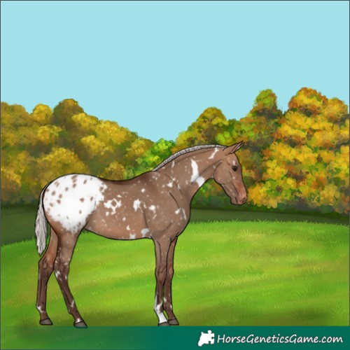 Horse Color:White Spotted Silver Bay Dun Appaloosa