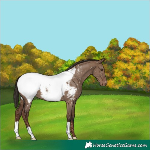 Horse Color:Liver Red Dun Snowcap 