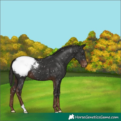 Horse Color:Liver Chestnut Appaloosa 