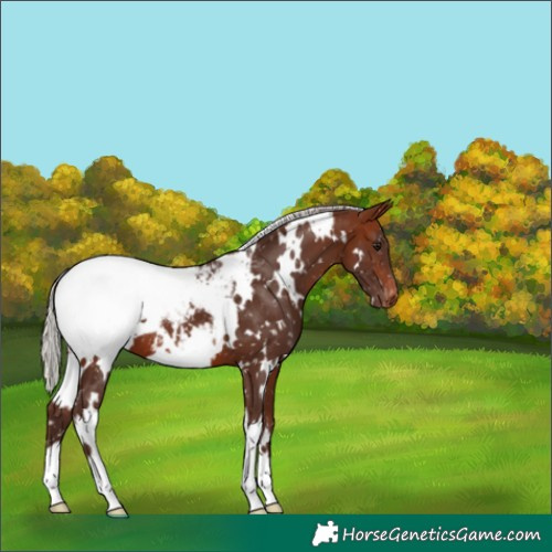 Horse Color:White Spotted Silver Brown Snowcap 