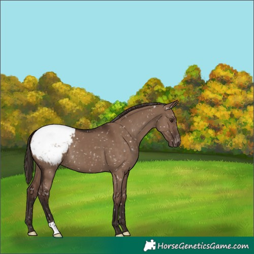 Horse Color:Liver Red Dun Snowcap 