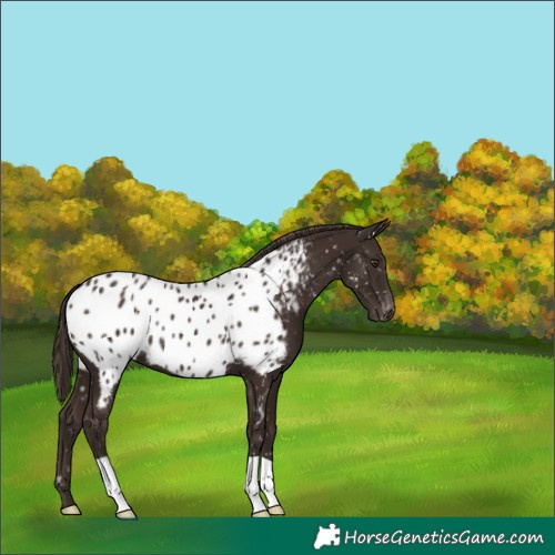Horse Color:Liver Chestnut Near Leopard 