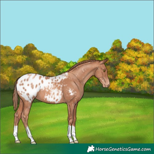 Horse Color:Gold Champagne Appaloosa 