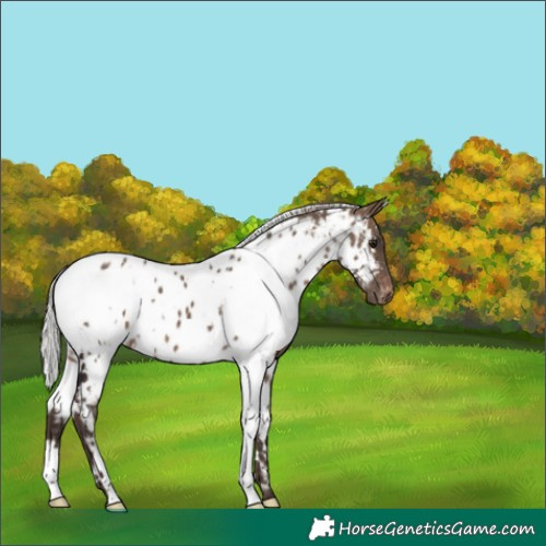 Horse Color:White Spotted Silver Brown Dun Near Leopard 