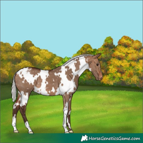Horse Color:White Spotted Silver Brown Dun Snowflake Varnish