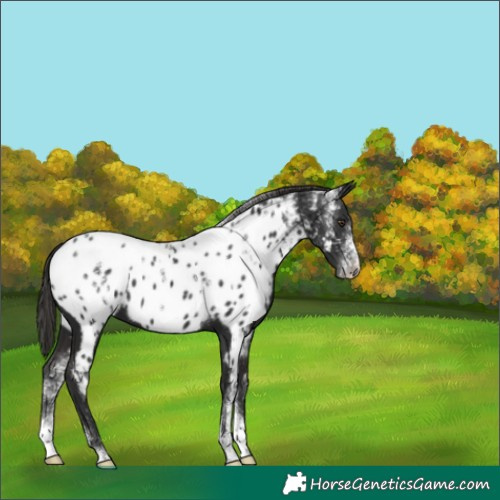 Horse Color:Powder White Liver Chestnut Appaloosa 
