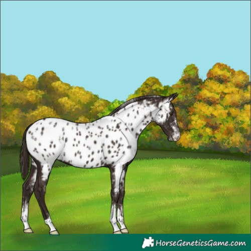 Horse Color:Powder White Liver Chestnut Appaloosa 