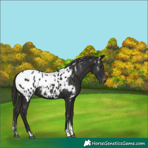 Horse Color:Powder White Liver Chestnut Near Leopard 