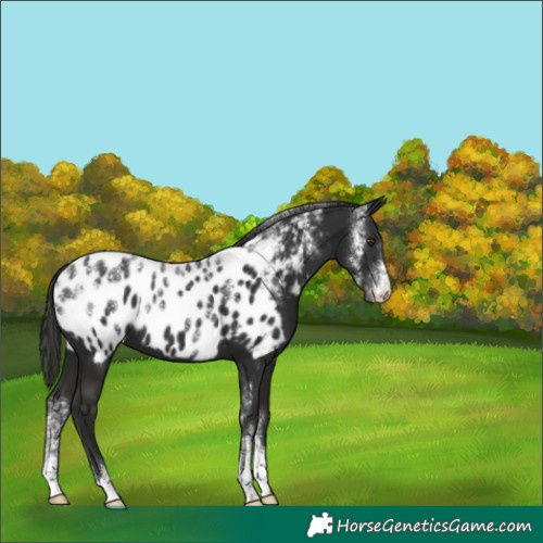 Horse Color:Powder White Liver Chestnut Appaloosa 