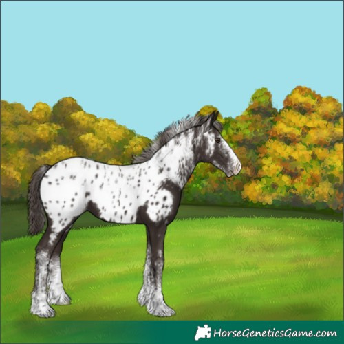 Horse Color:Powder White Liver Chestnut Near Leopard 