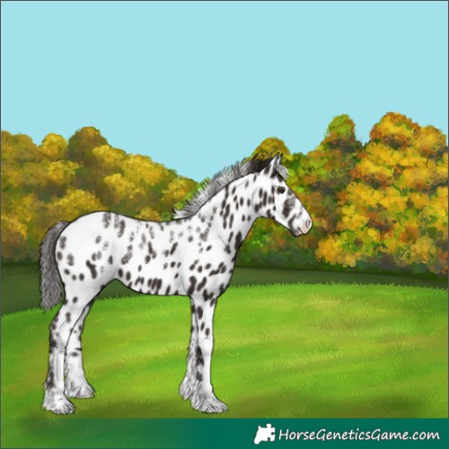 Horse Color:Powder White Liver Chestnut Leopard 
