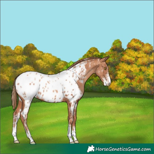 Horse Color:Powder White Gold Champagne Appaloosa 