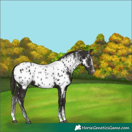 Horse Color:Powder White Liver Chestnut Near Leopard 