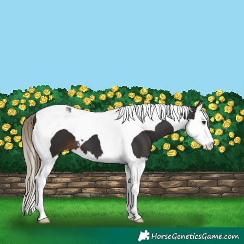 Horse Color:Liver Chestnut Splash Tobiano 