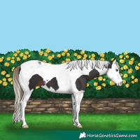 Horse Color:Liver Chestnut Splash Tobiano 