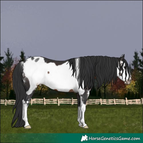 Horse Color:Brown Sabino Frame Appaloosa 