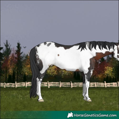 Horse Color:Brown Sabino Frame Appaloosa