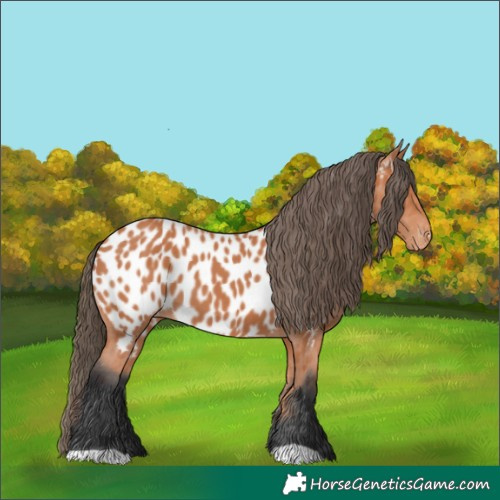 Horse Color:Bay Near Leopard