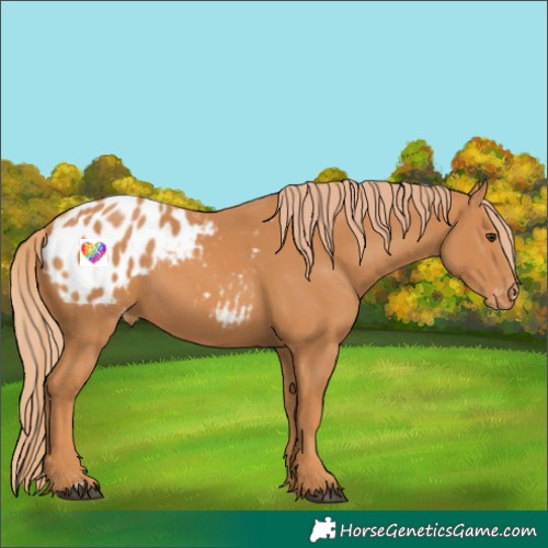 Horse Color:Chestnut Appaloosa 