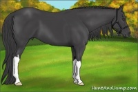 Horse Color:Smoky Black