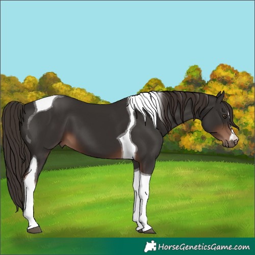 Horse Color:Liver Chestnut Tobiano