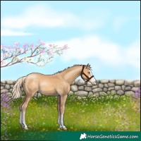 Horse Color:Gold Cream Champagne 