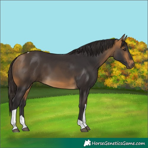 Horse Color:Buckskin Tobiano 