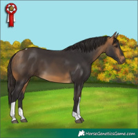 Horse Color:Buckskin Tobiano