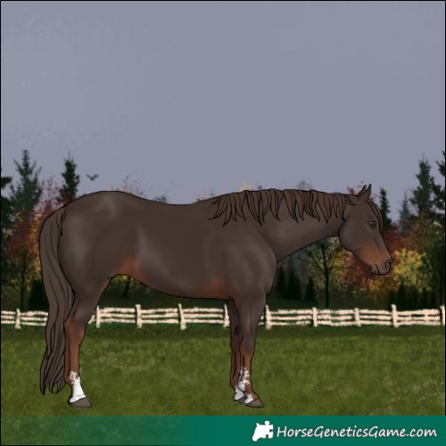 Horse Color:Liver Chestnut Sabino